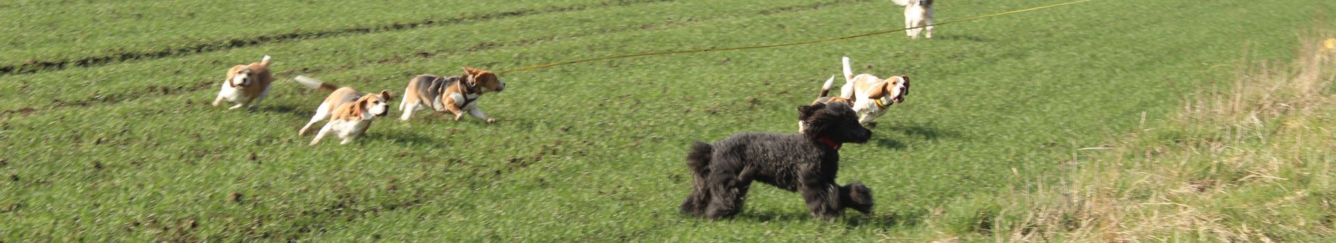 Spielende Beagle mit einem Pudel