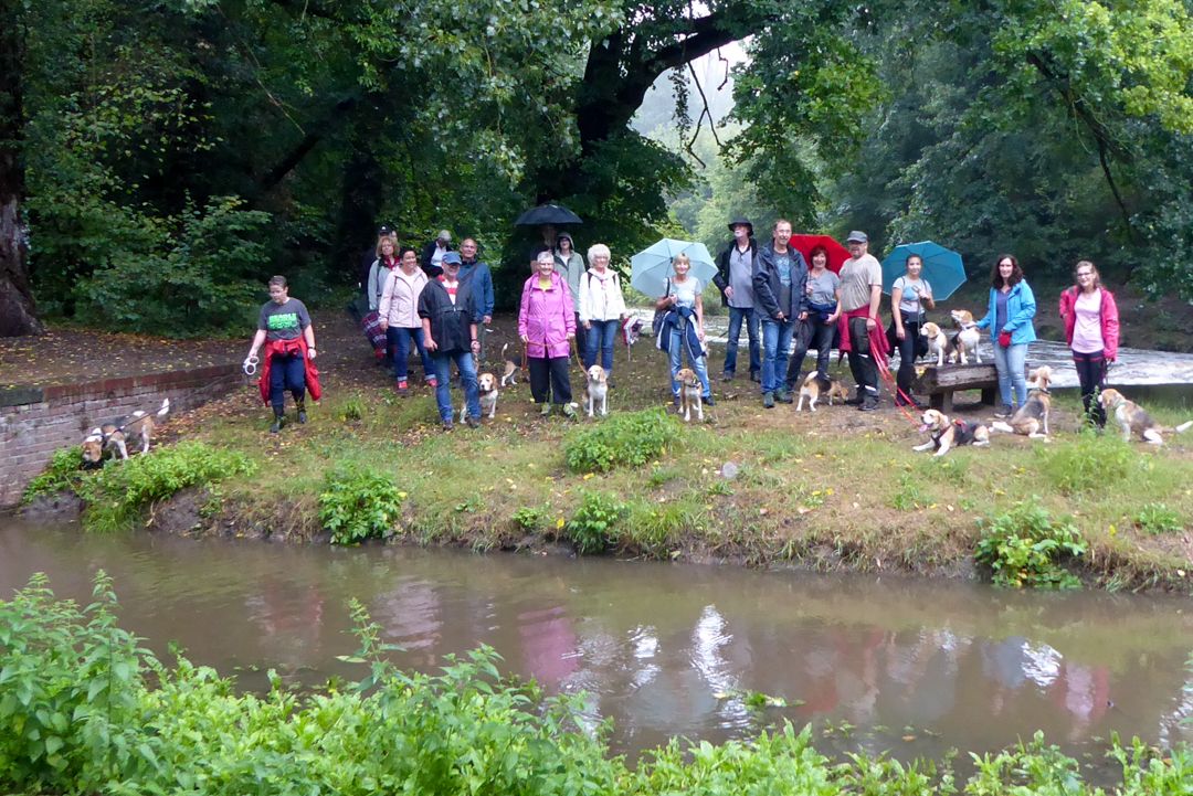 Beaglewanderung 26. Mai 2019, Beaglefreunde Rheinland e.V.