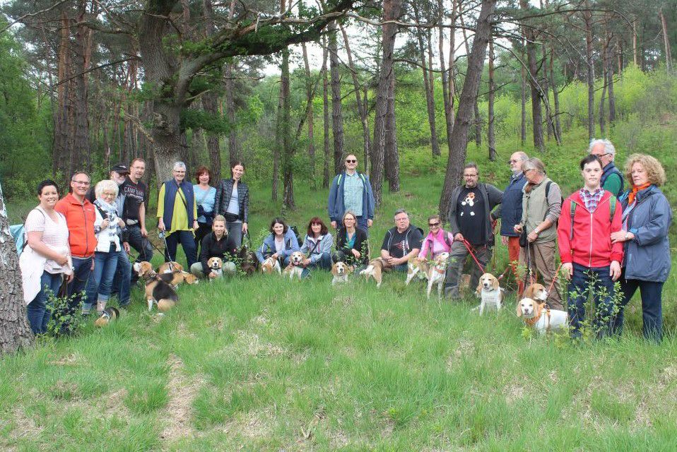 Beaglewanderung 26. Mai 2019, Beaglefreunde Rheinland e.V.