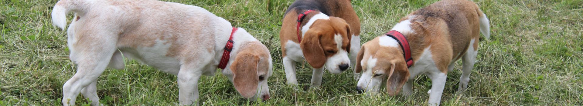 Beagle schnüffeln auf einer Wiese